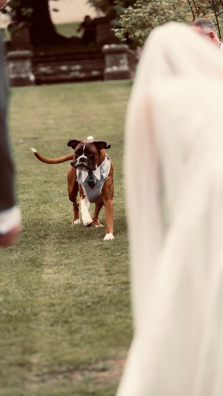 Boxer dog wearing a grey vest and bow tie walking on green grass